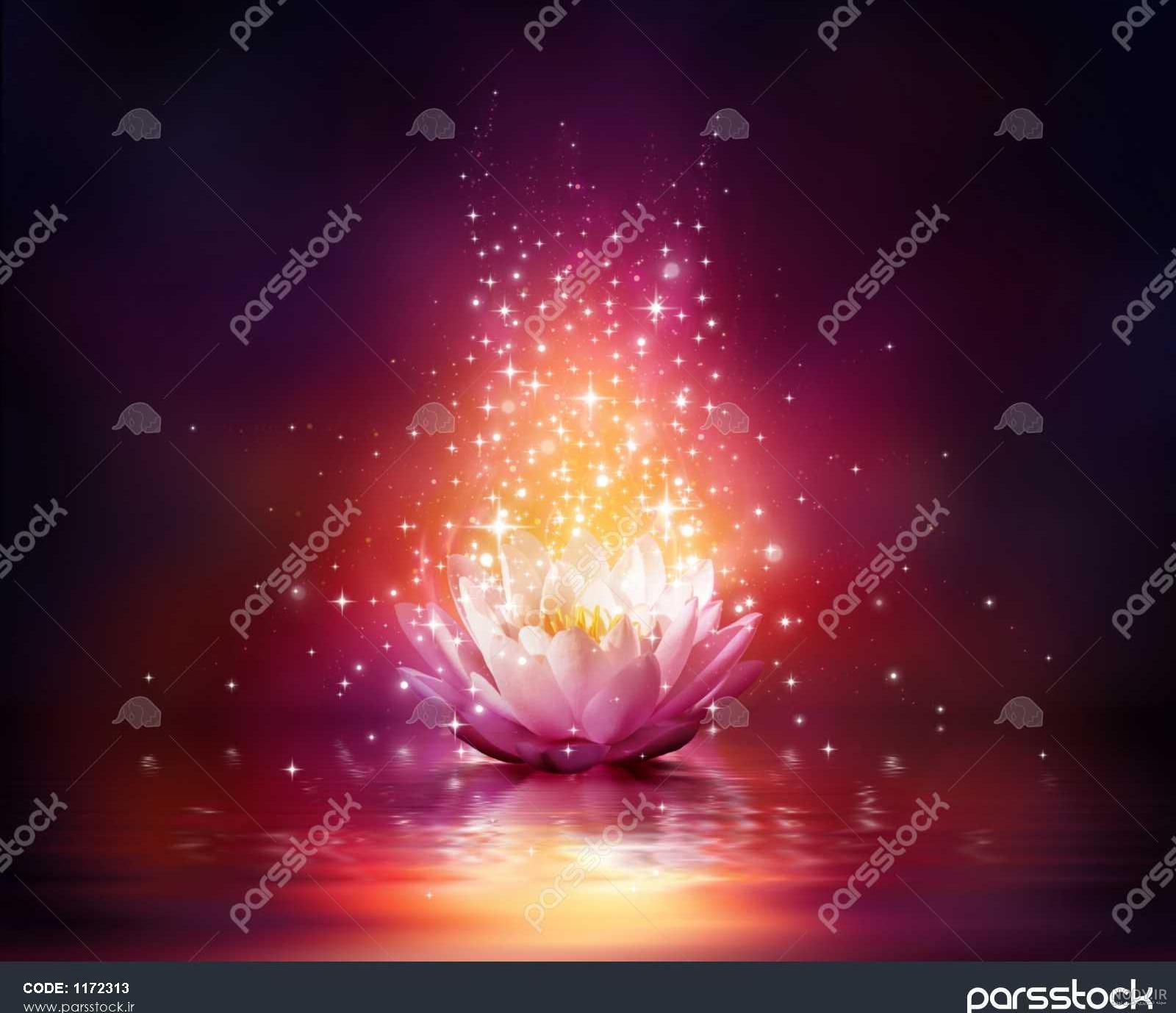 عکس گل جادویی