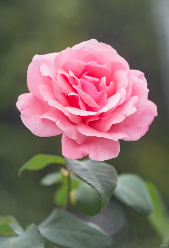 عکس گل برای استوری