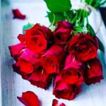 دانلود عکس گل محمدی برای پروفایل