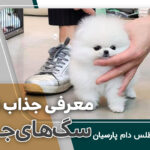 قیمت عکس سگ جیبی