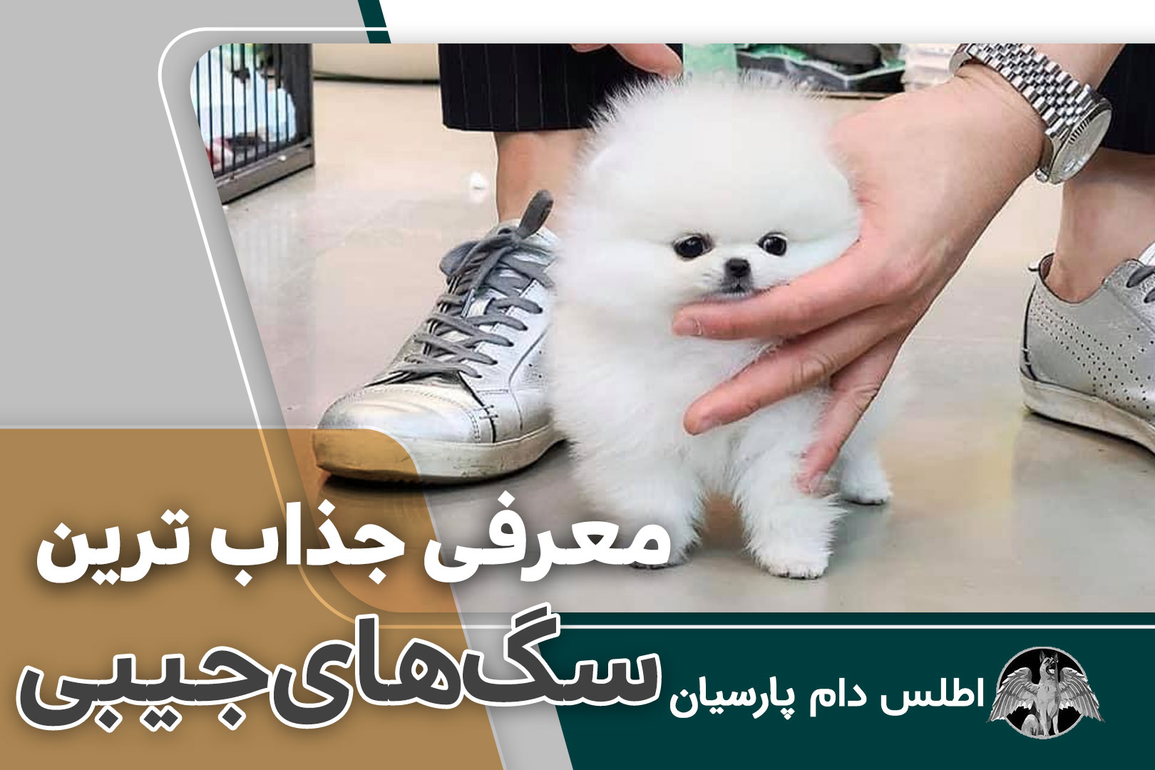 قیمت عکس سگ جیبی