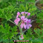 عکس گل چایی