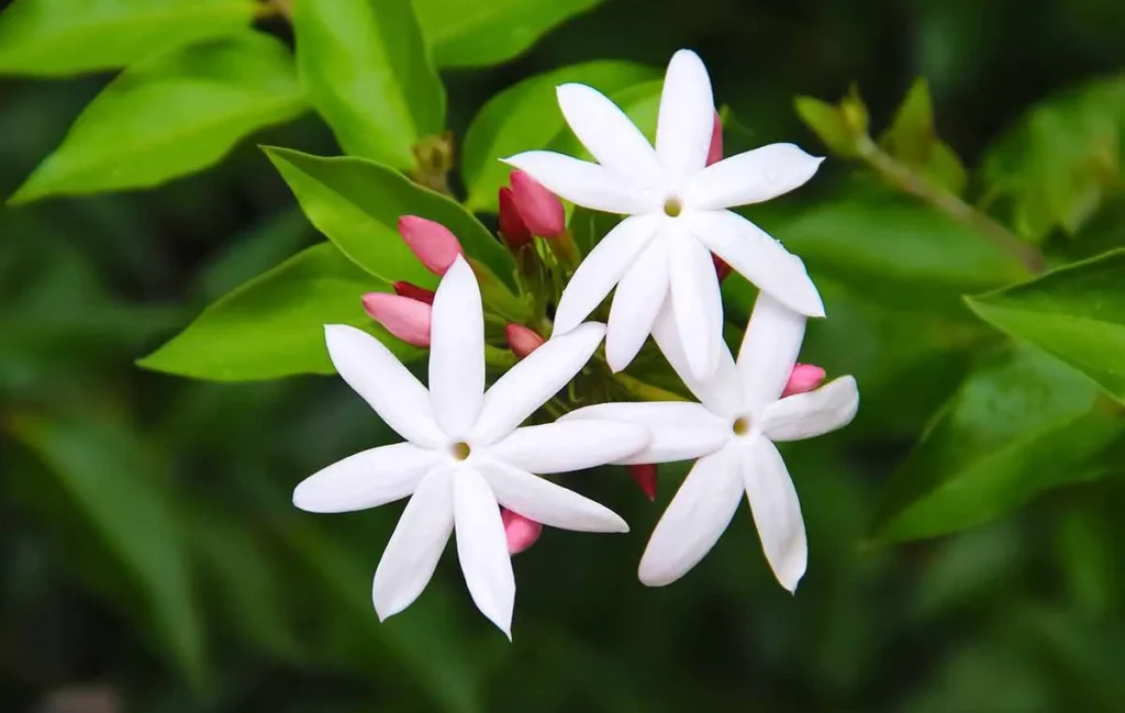 عکس گل جاسمین