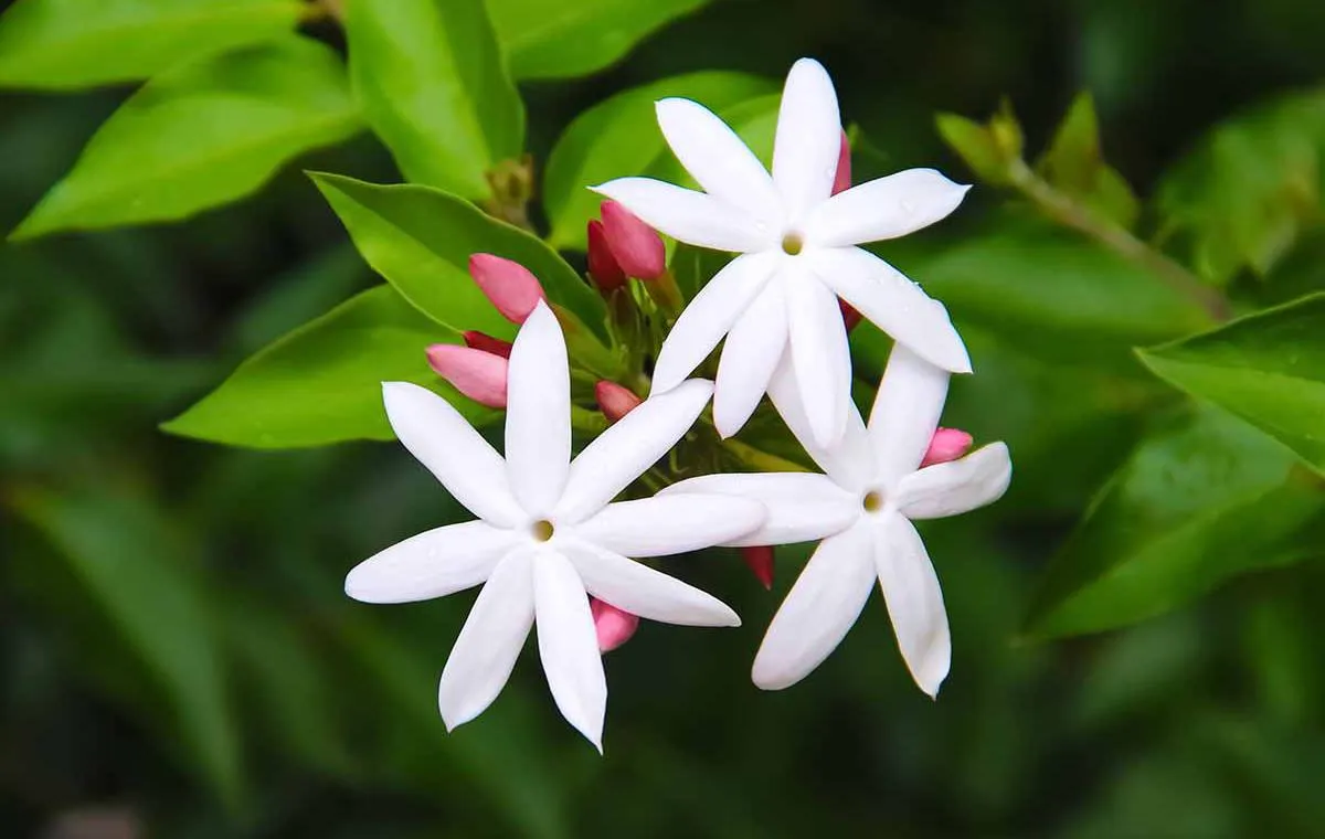 عکس گل جاسمین