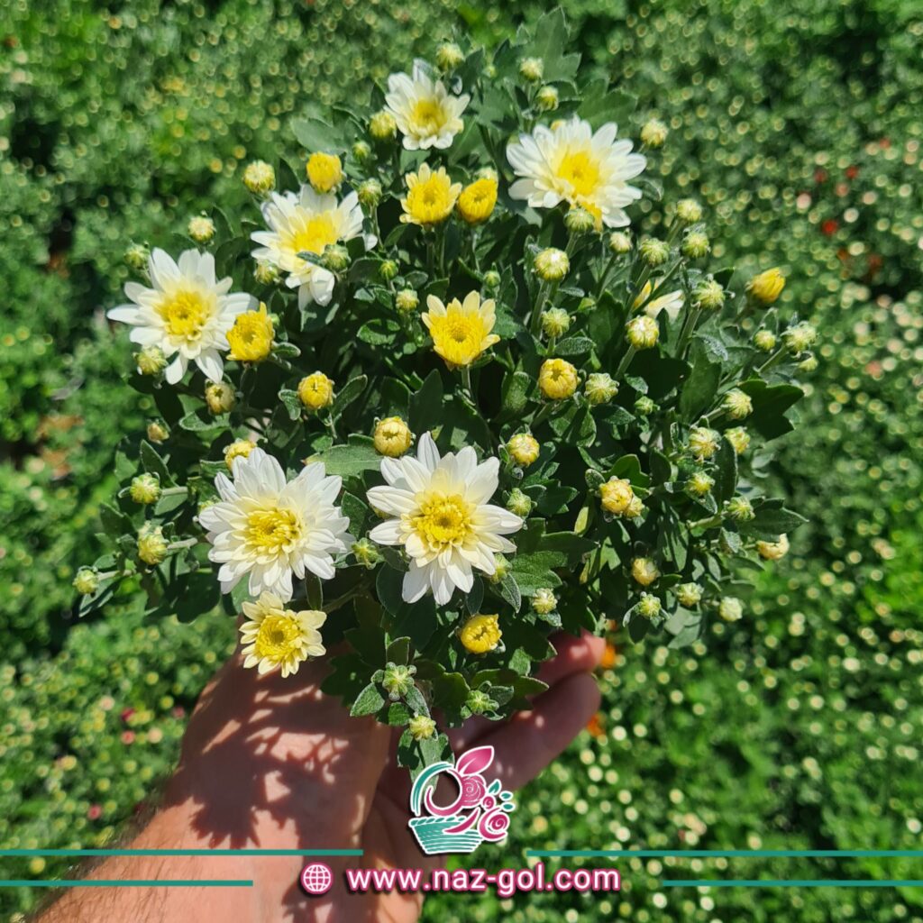 عکس گل داوودی