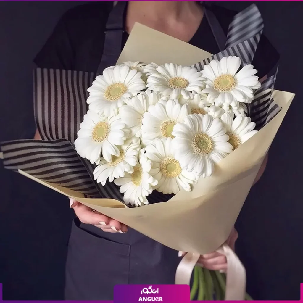 عکس گل ژربرا سفید
