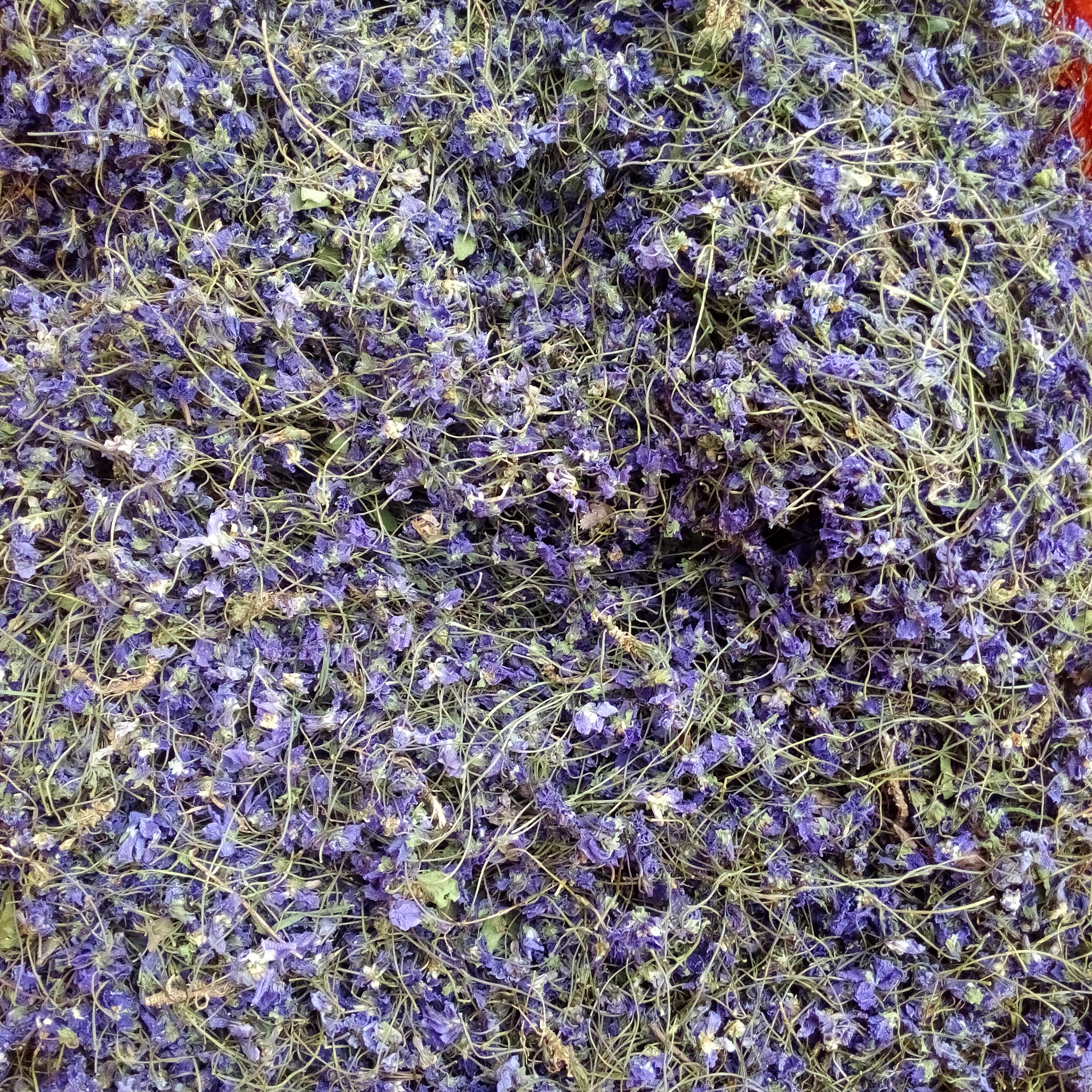 عکس گل بنفشه دارویی