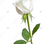 عکس گل رز سفید