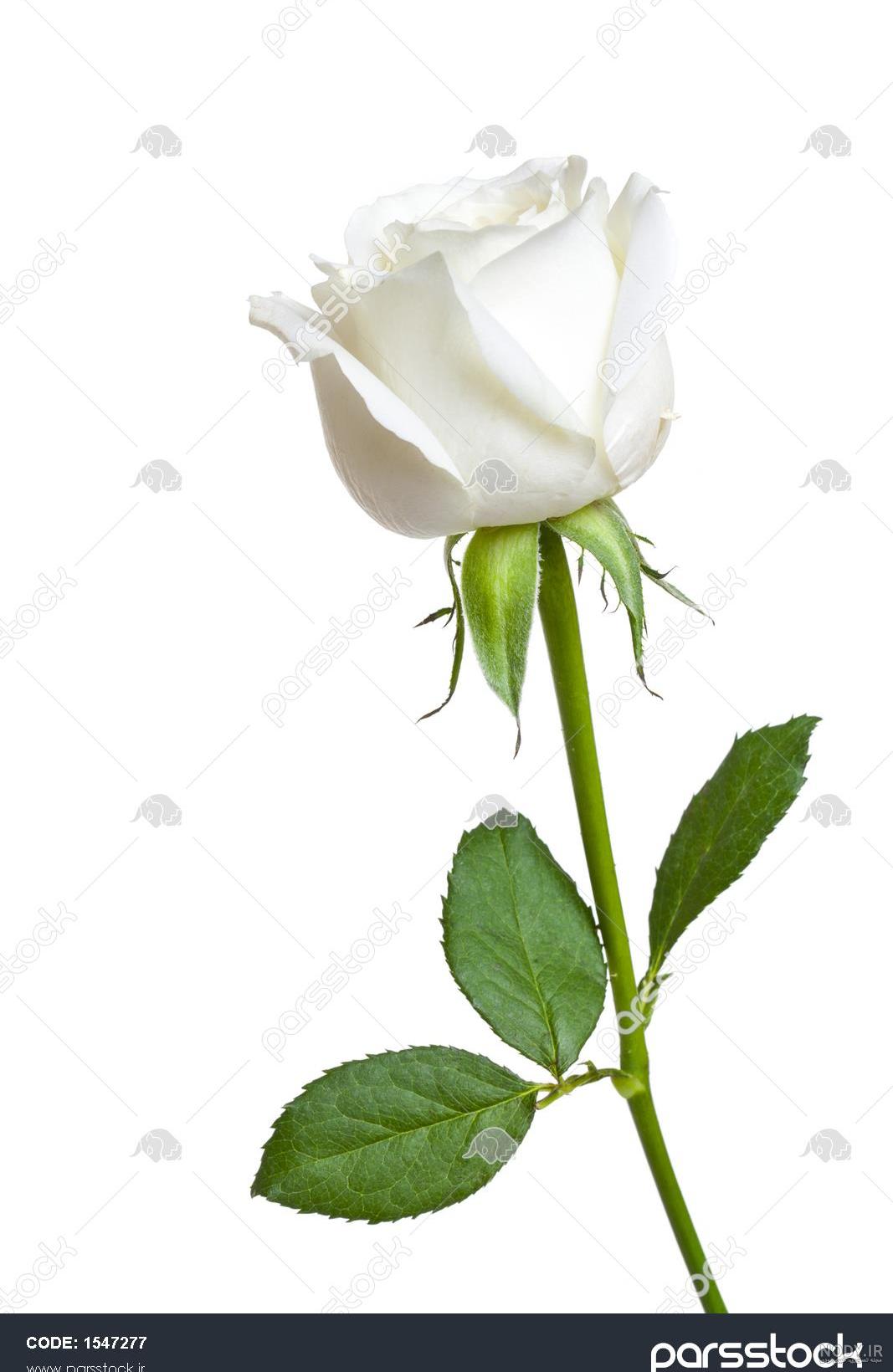 عکس گل رز سفید