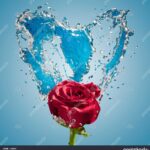 عکس گل در آب