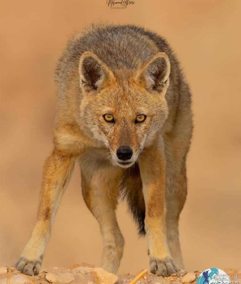 عکس شغال