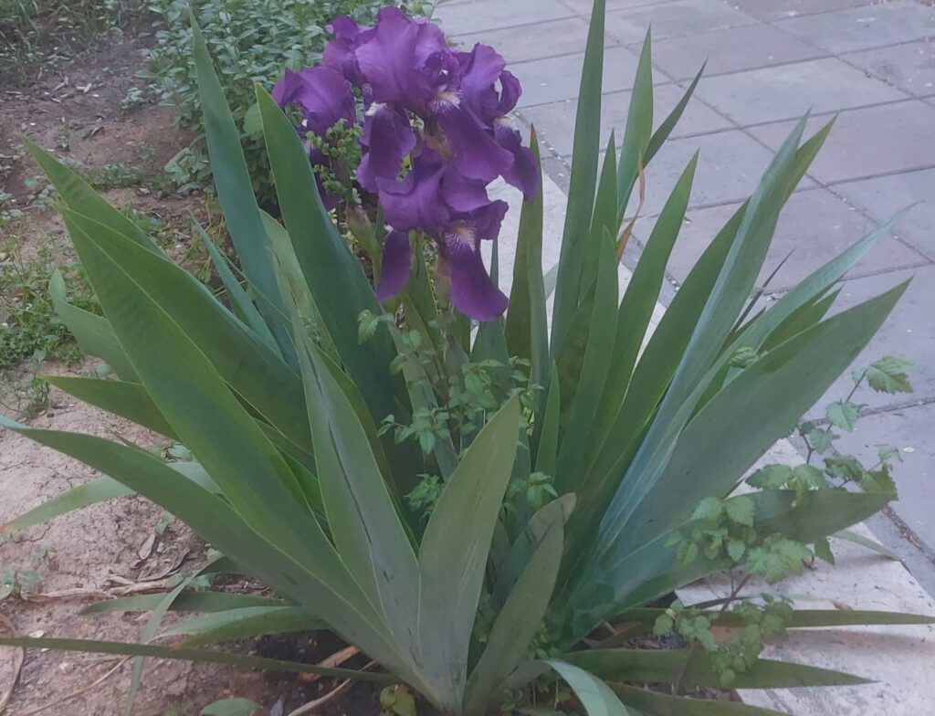عکس گل زنبق