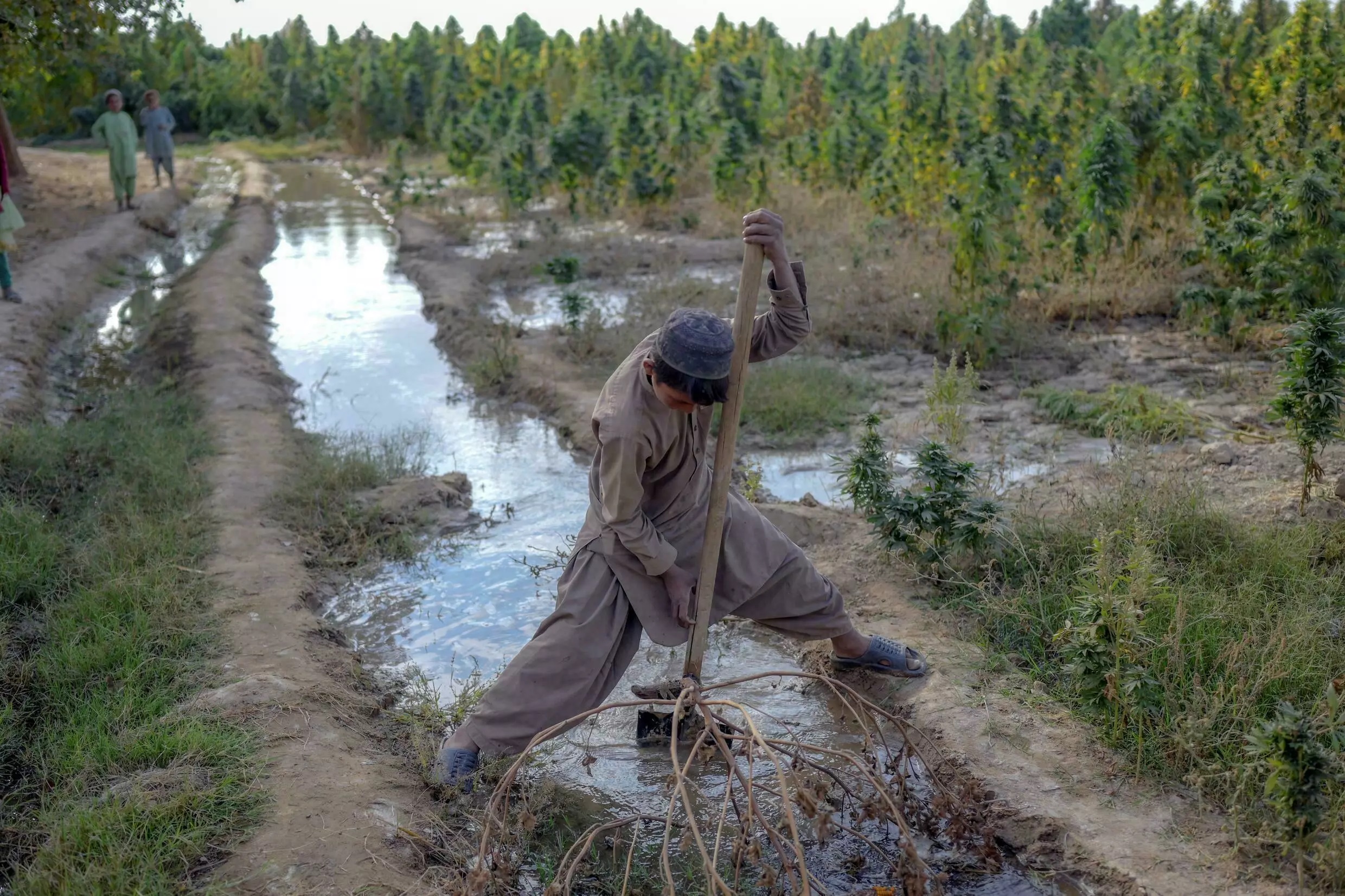 عکس چرس افغانستان