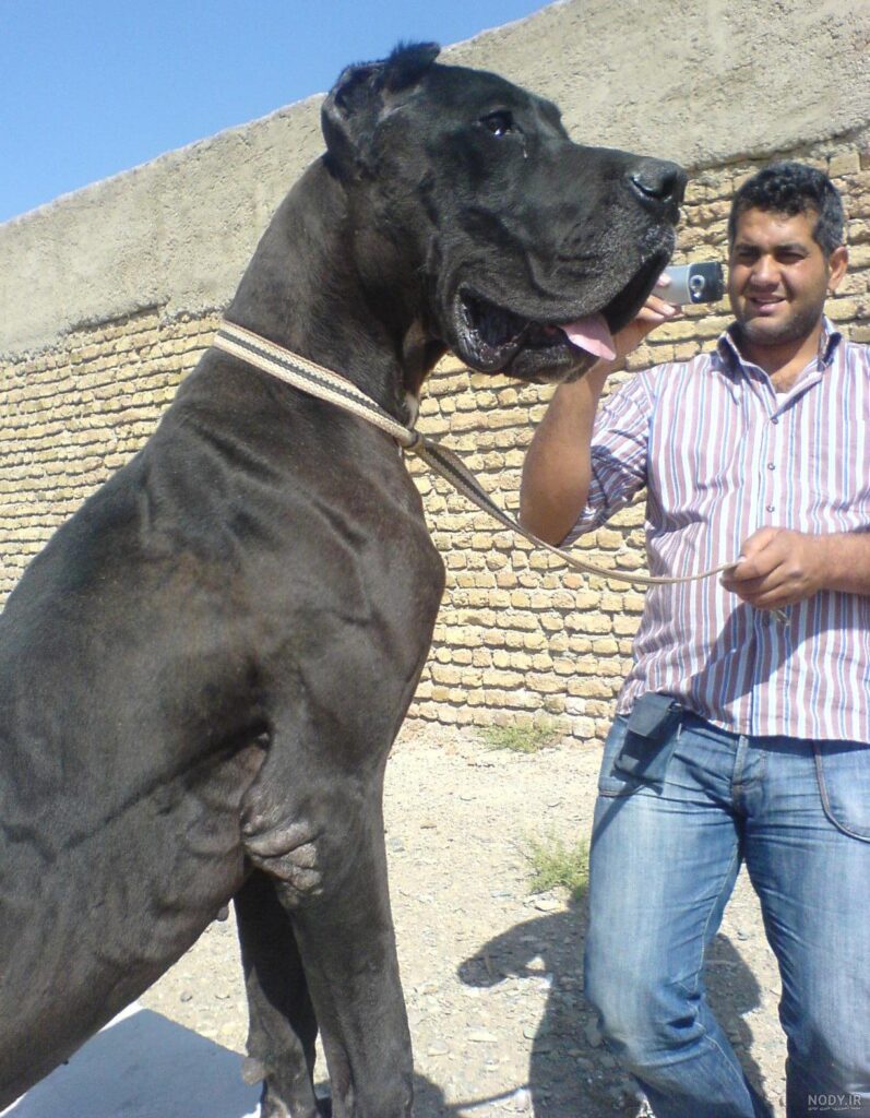 عکس سگ افغانستان