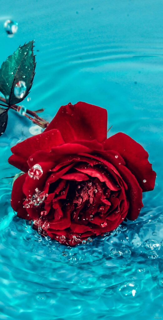 عکس گل زیبا برای تصویر زمینه