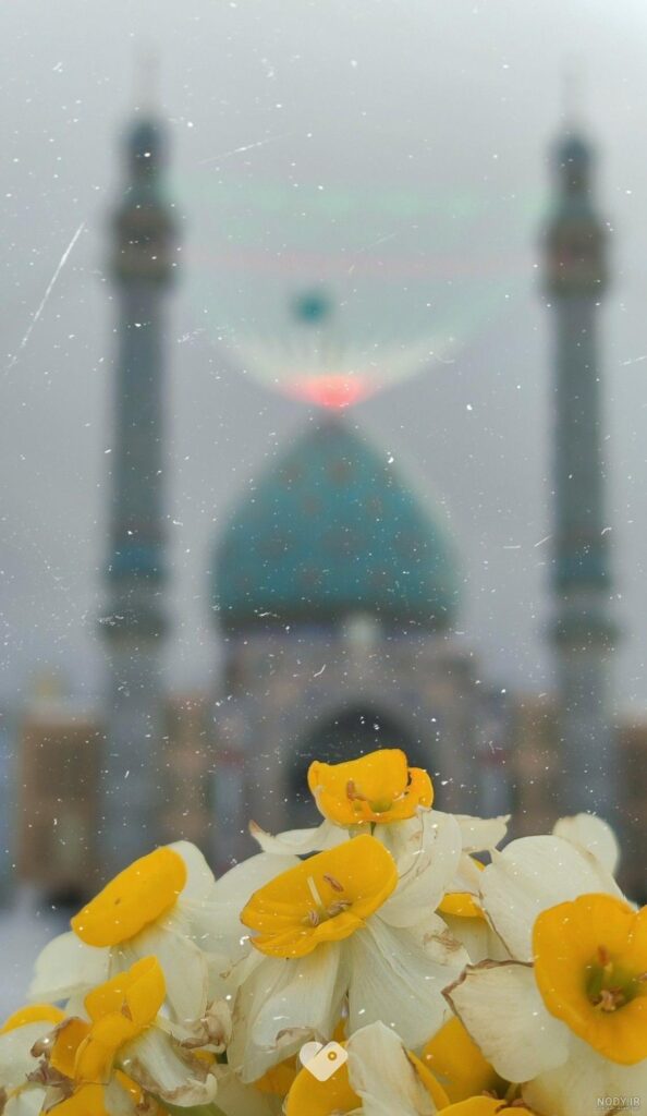عکس گل نرگس