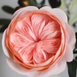 عکس گل ژولیت