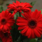عکس گل ژربرا