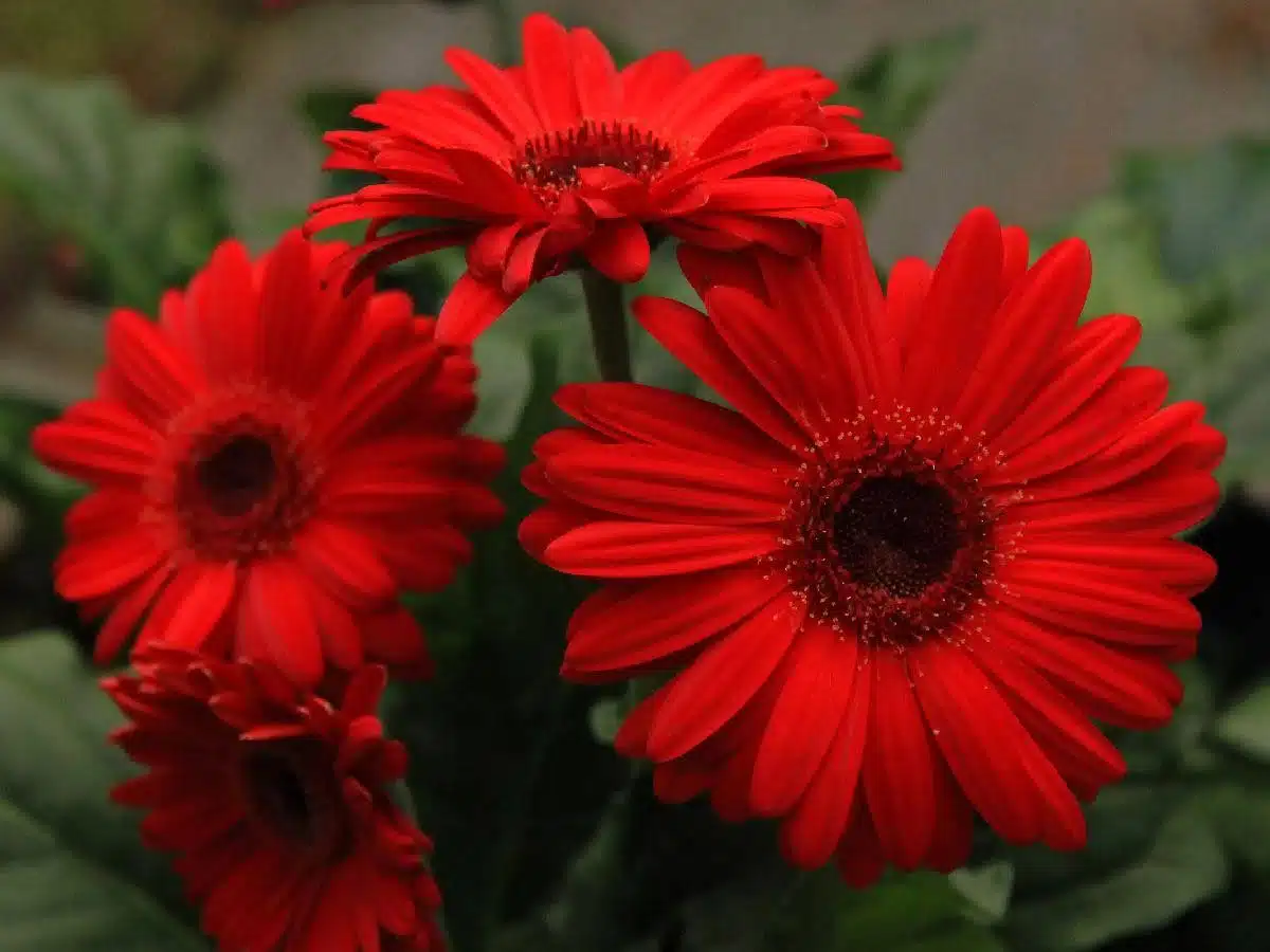 عکس گل ژربرا