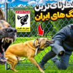 عکس سگ حامد تبریزی