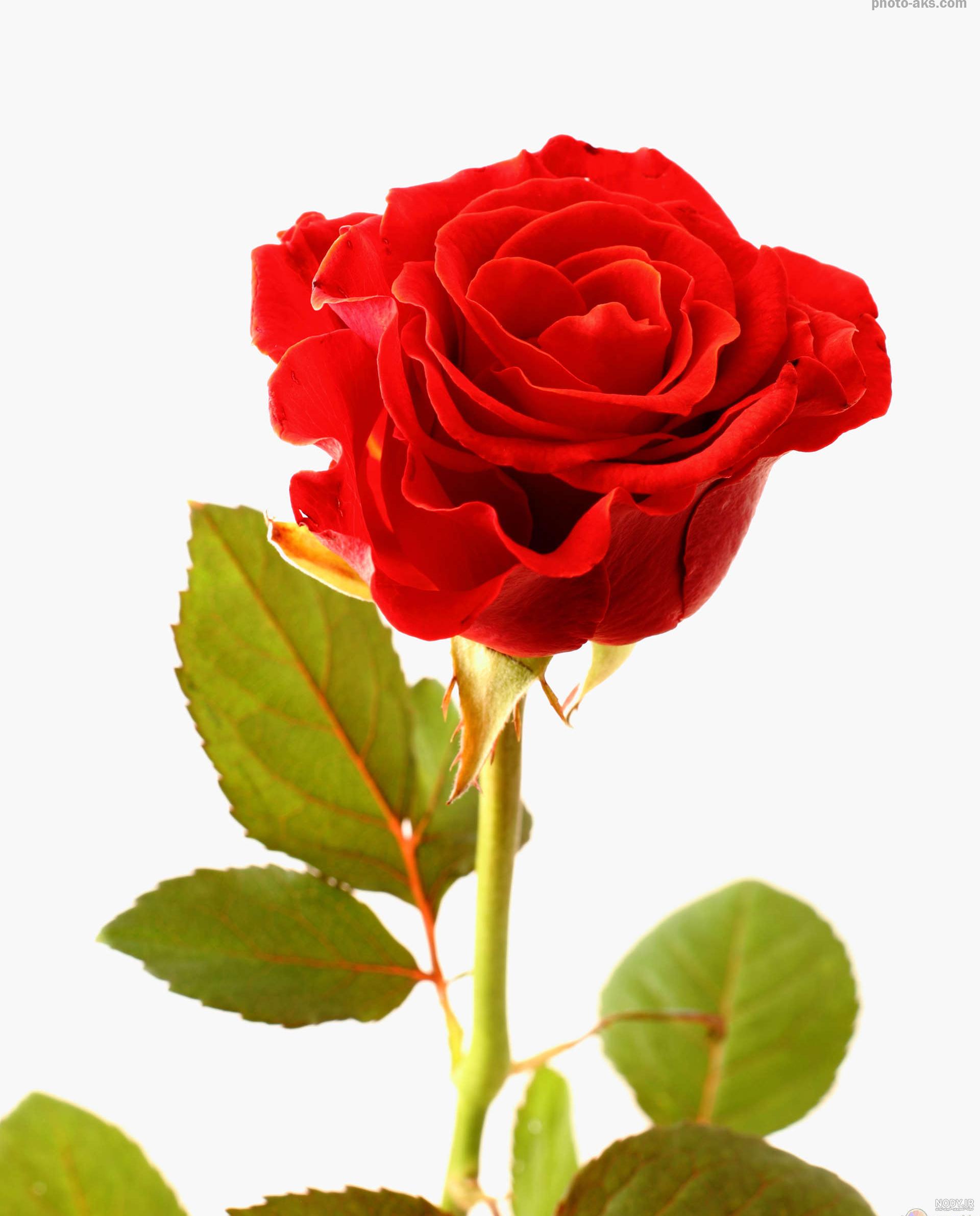 عکس گل رز