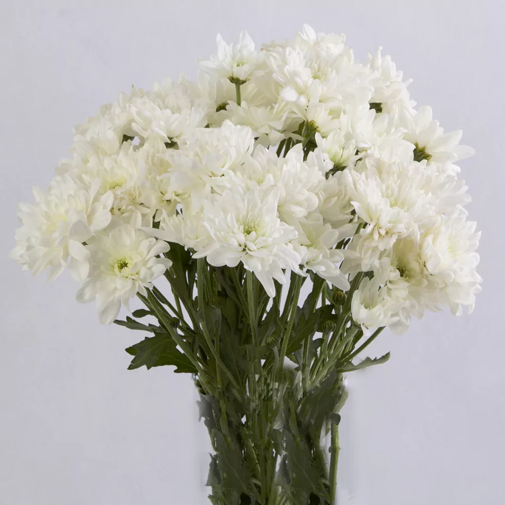 عکس گل داوودی سفید