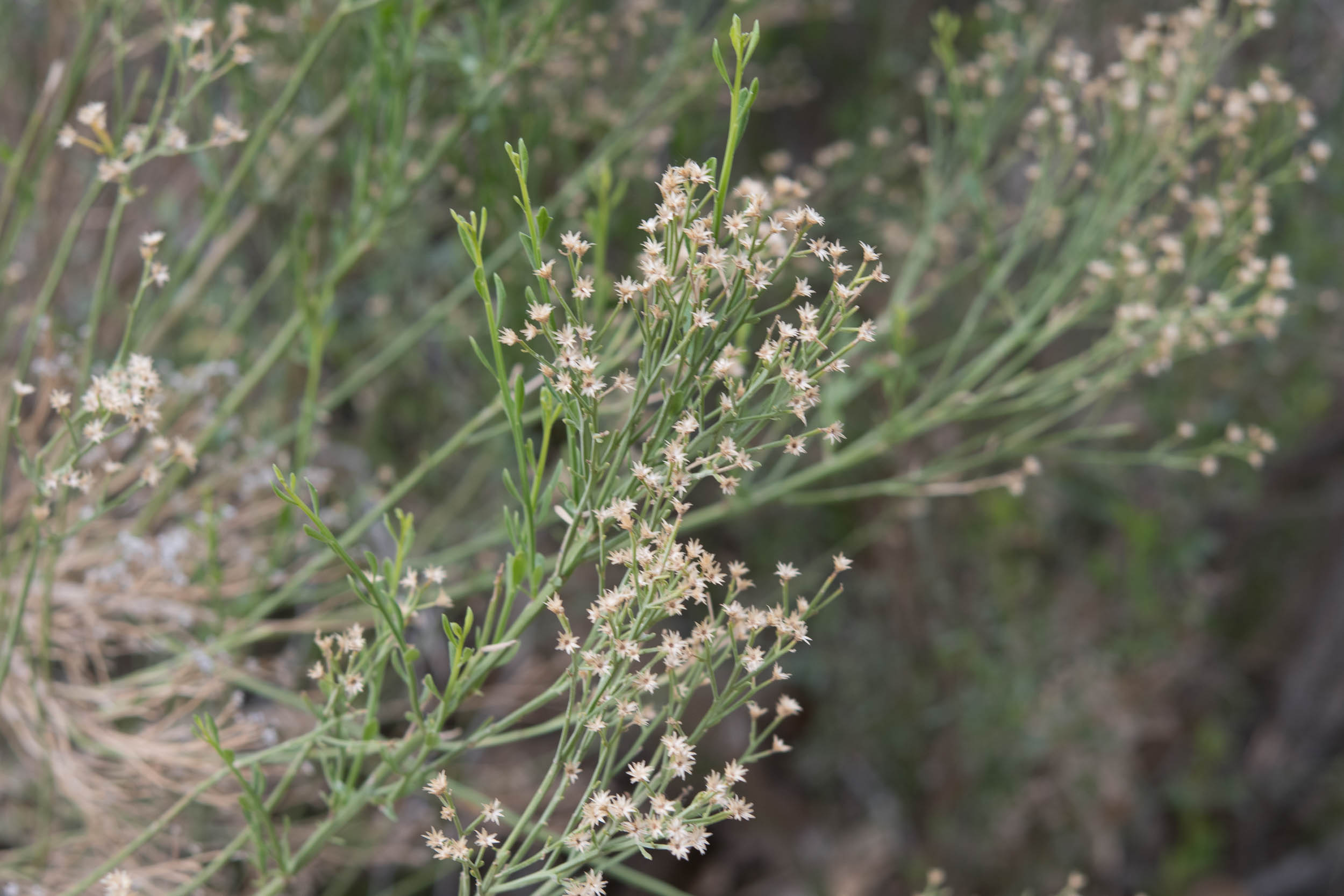عکس گل جارو