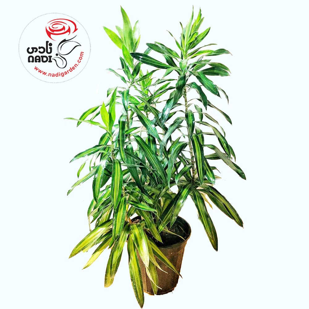 عکس گل بامبو خاکی