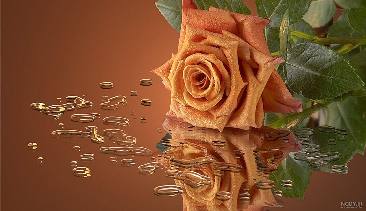 عکس گل دلتنگی