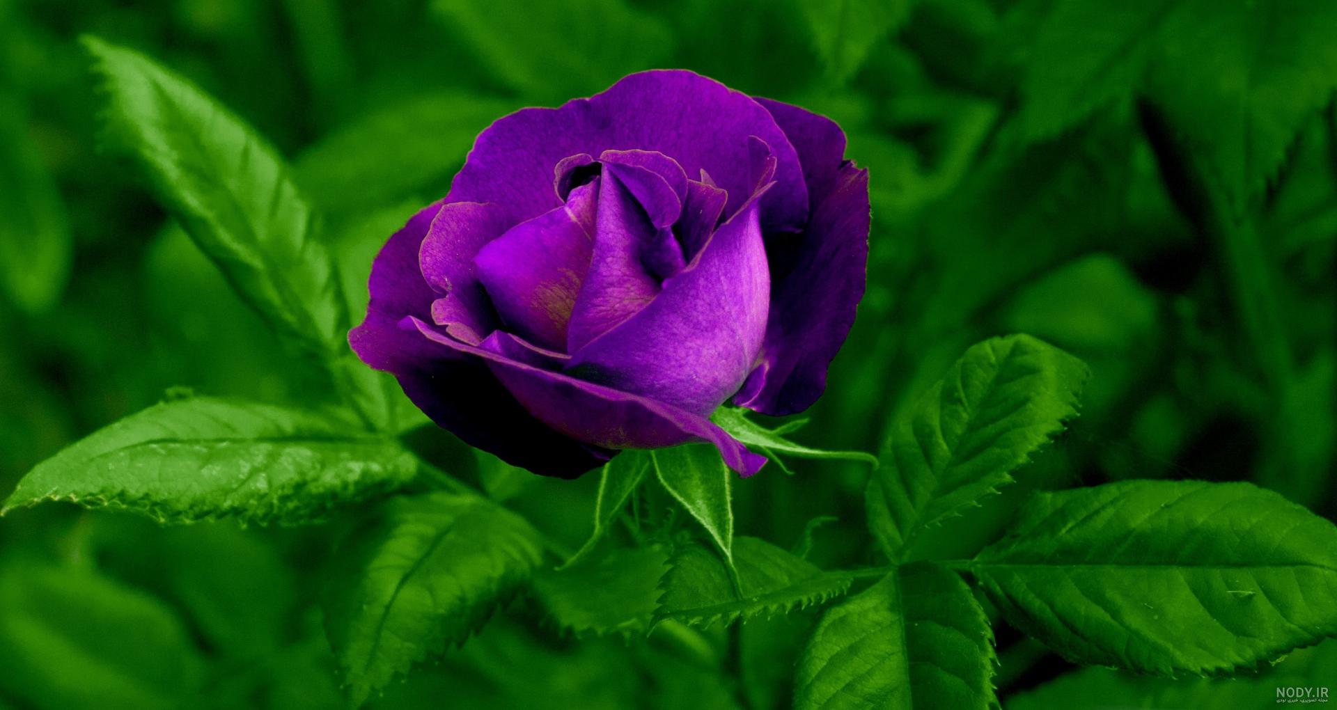 عکس گل زیبا
