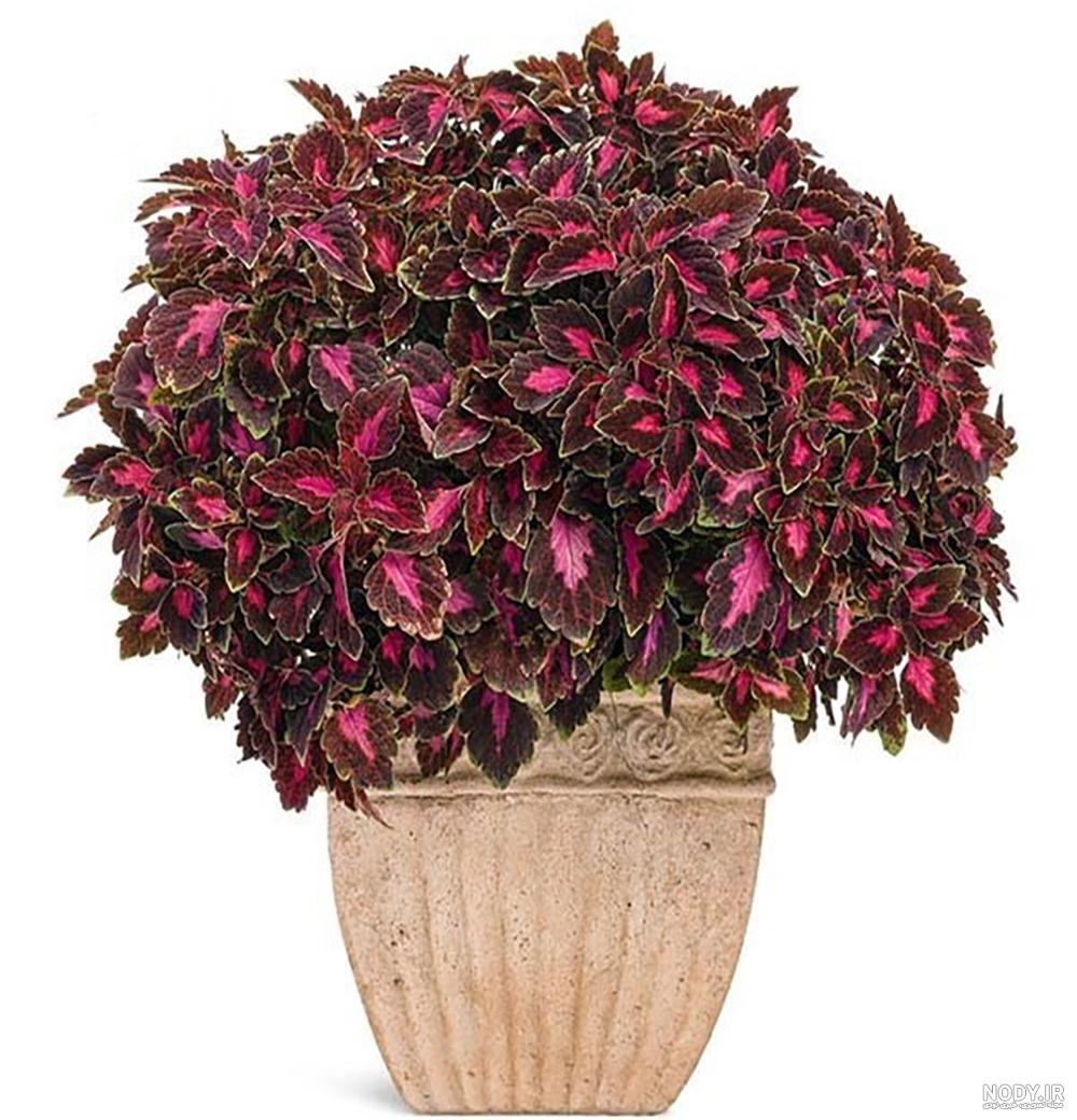 عکس گل حسن یوسف بزرگ