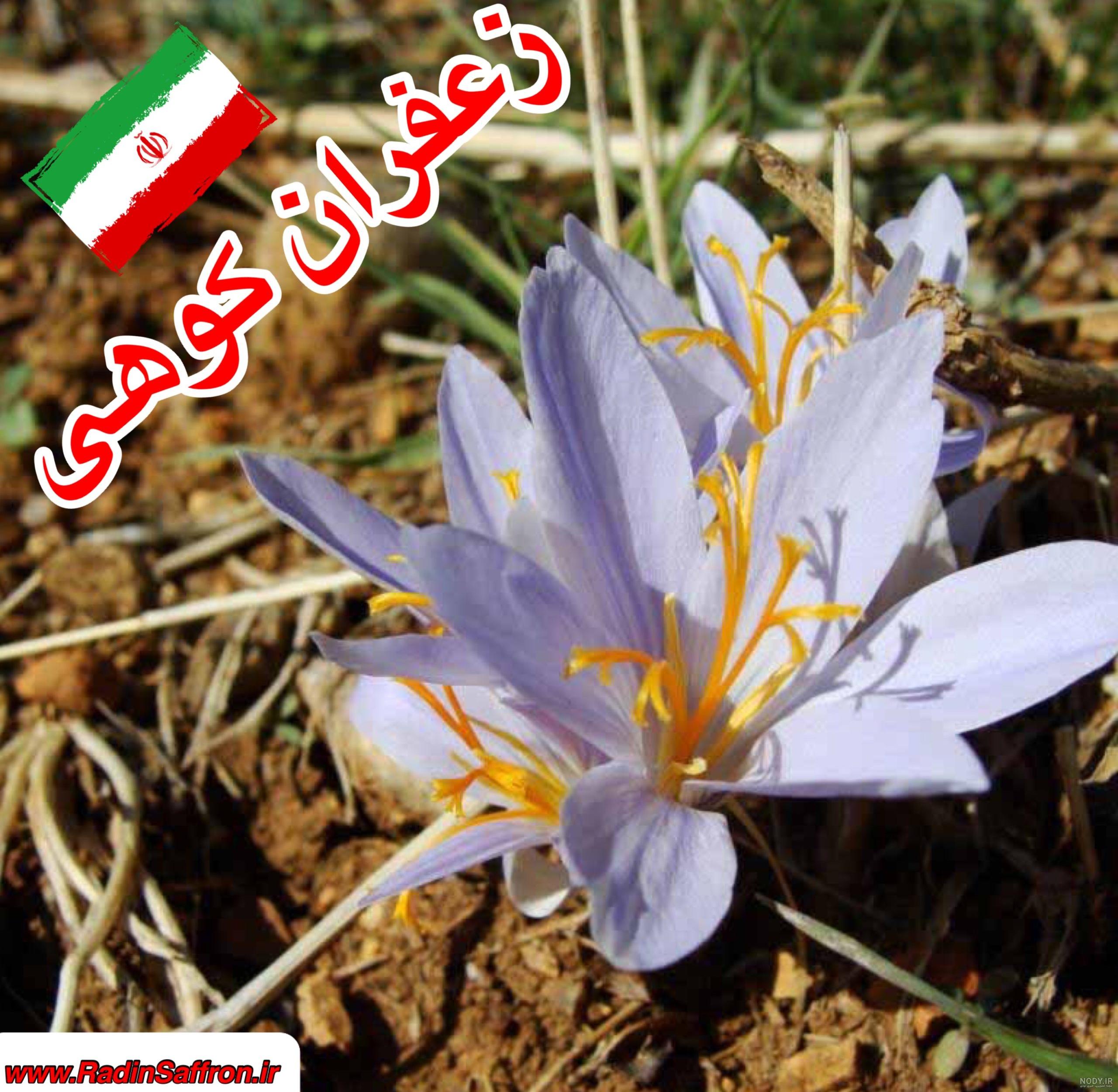 عکس گل زعفران وحشی