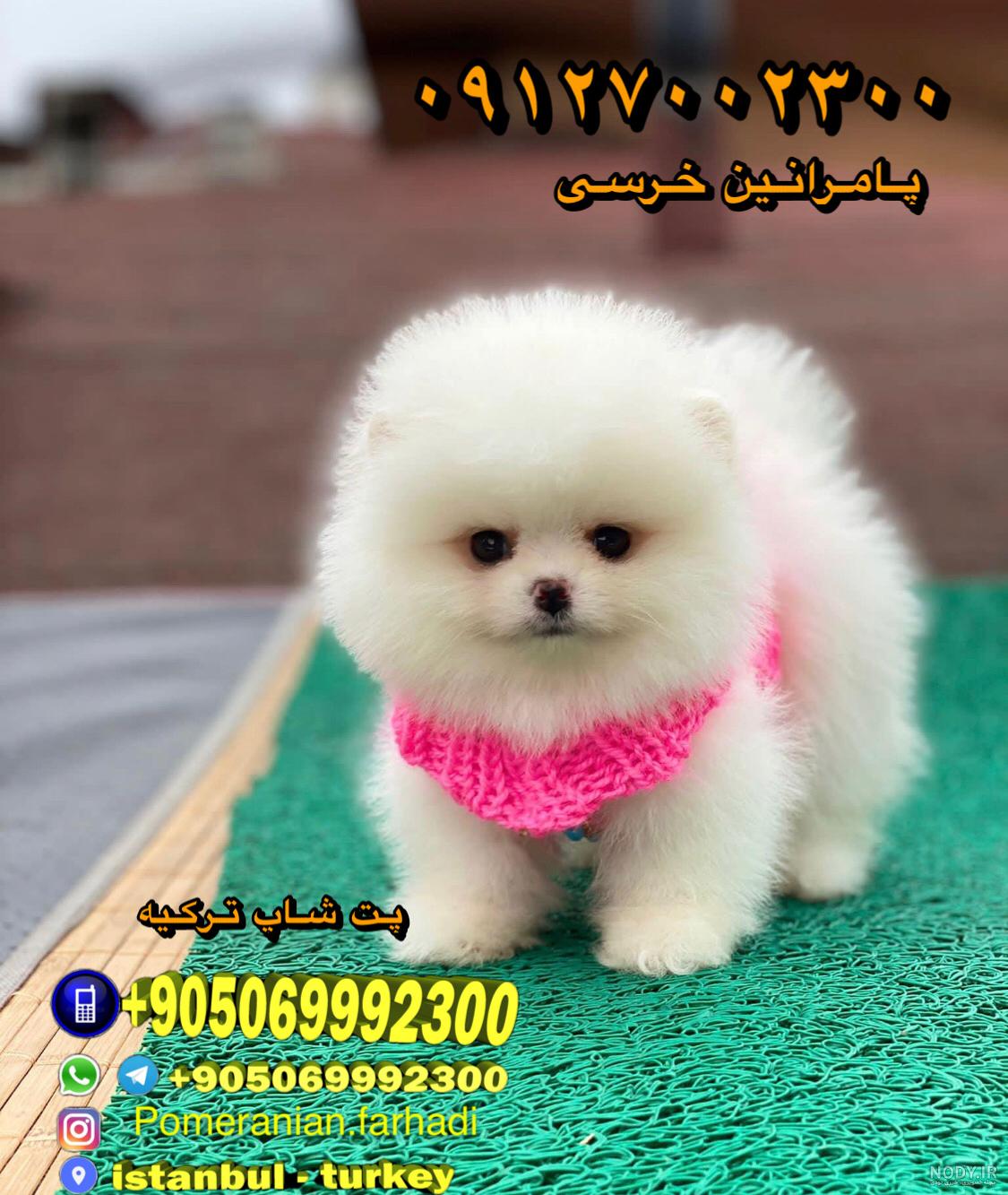 عکس فروش سگ