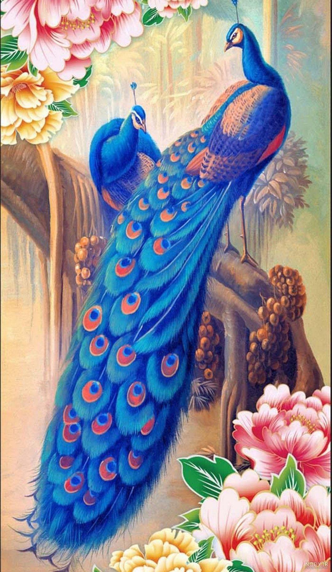 عکس طاووس