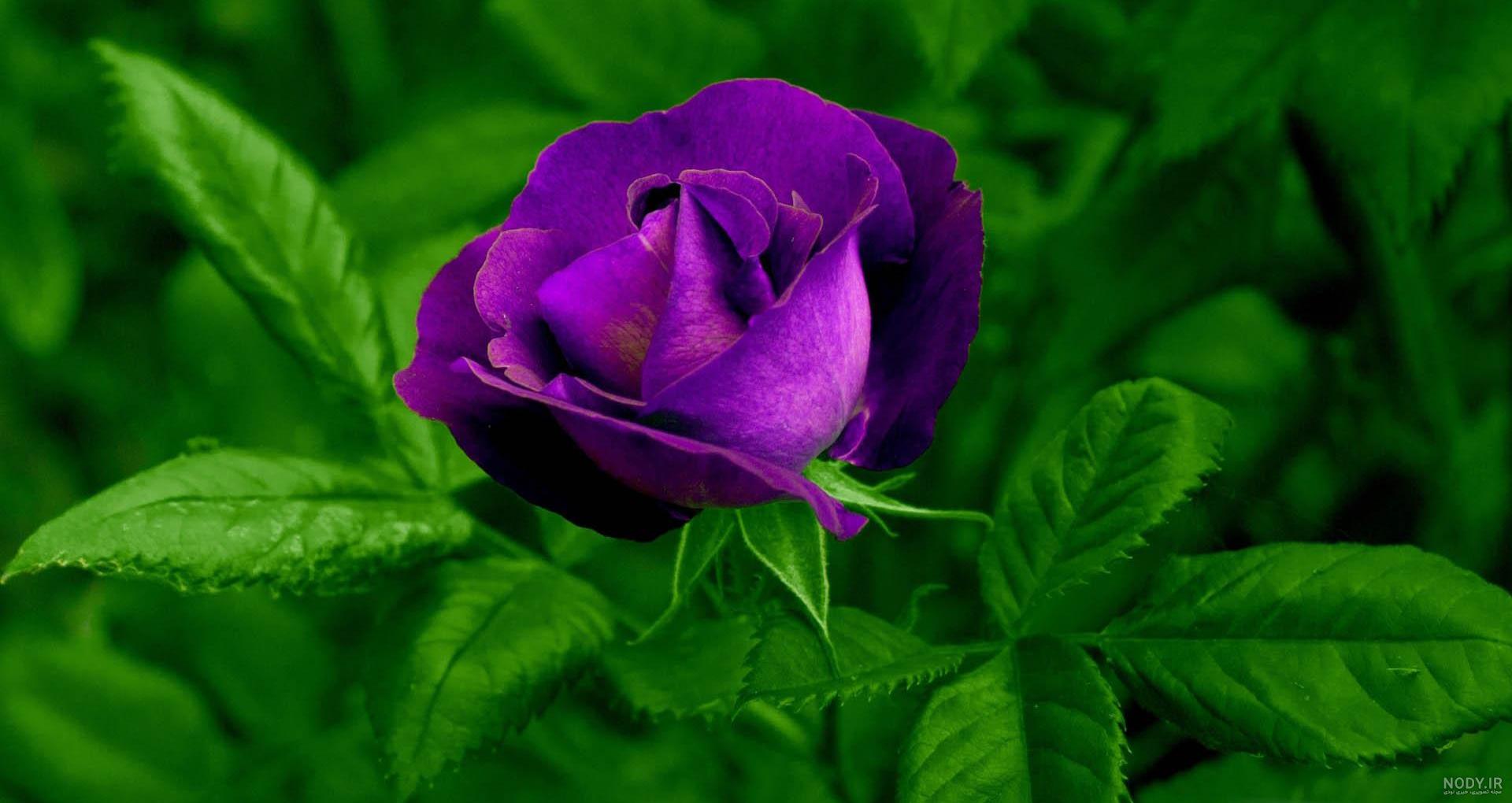 عکس گل زیبا