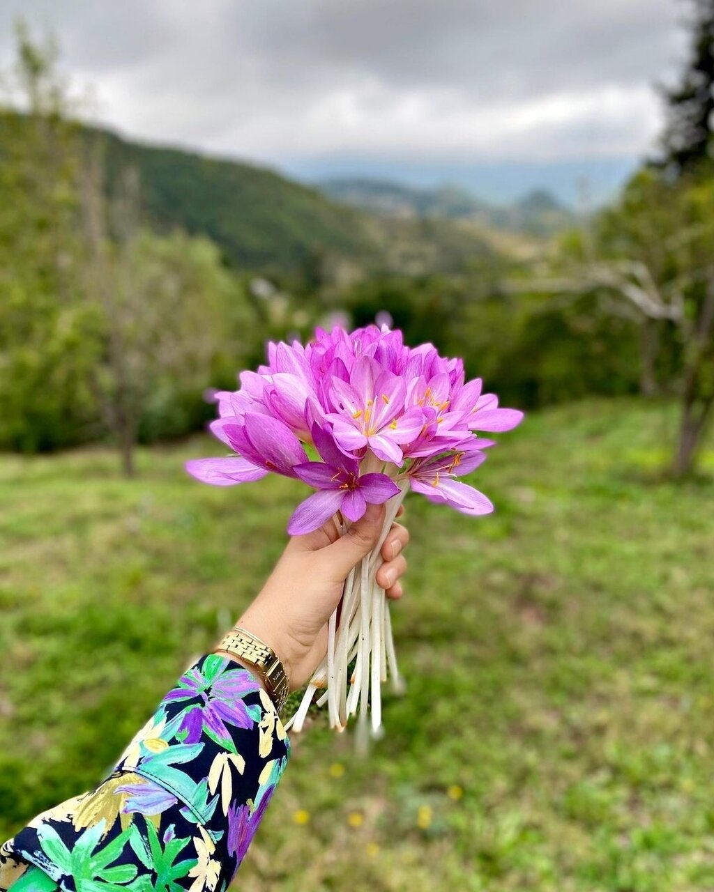 عکس گل حسرت