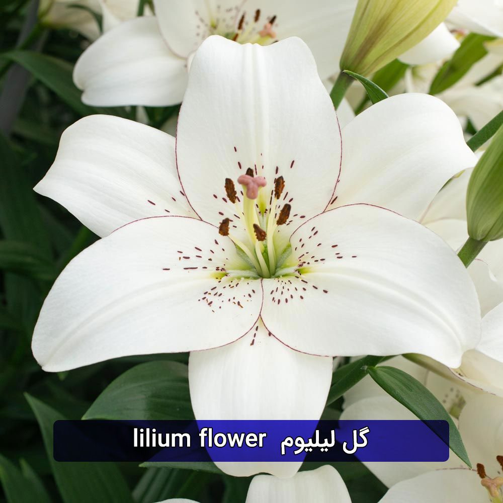 عکس گل لیلیوم