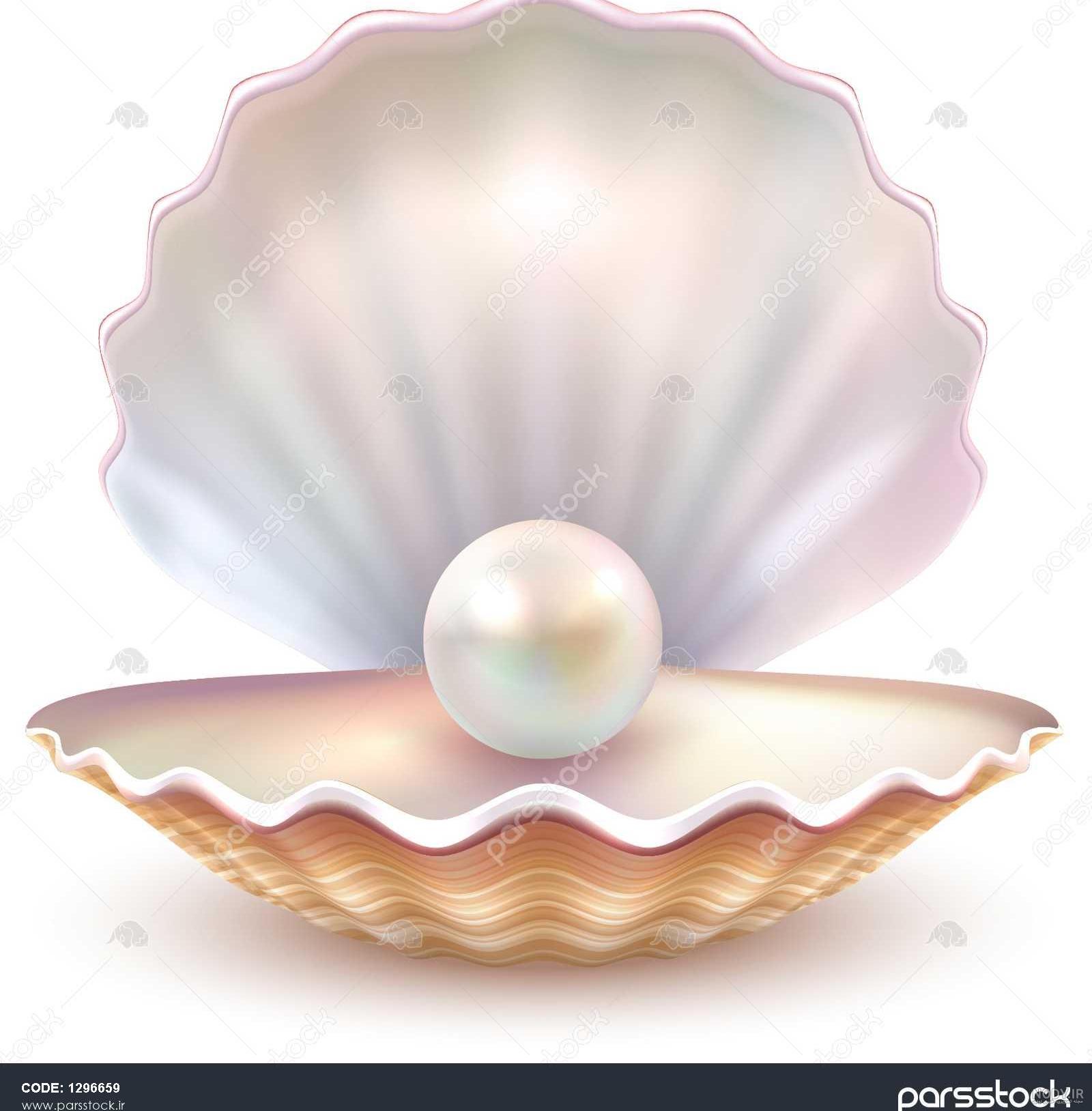 عکس صدف
