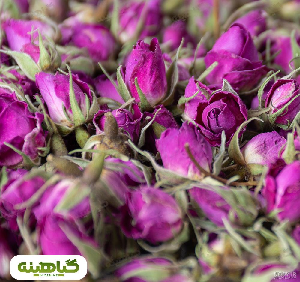 دانلود عکس گل محمدی برای پروفایل