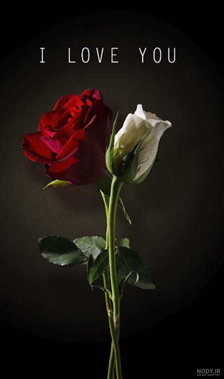 عکس گل سرخ