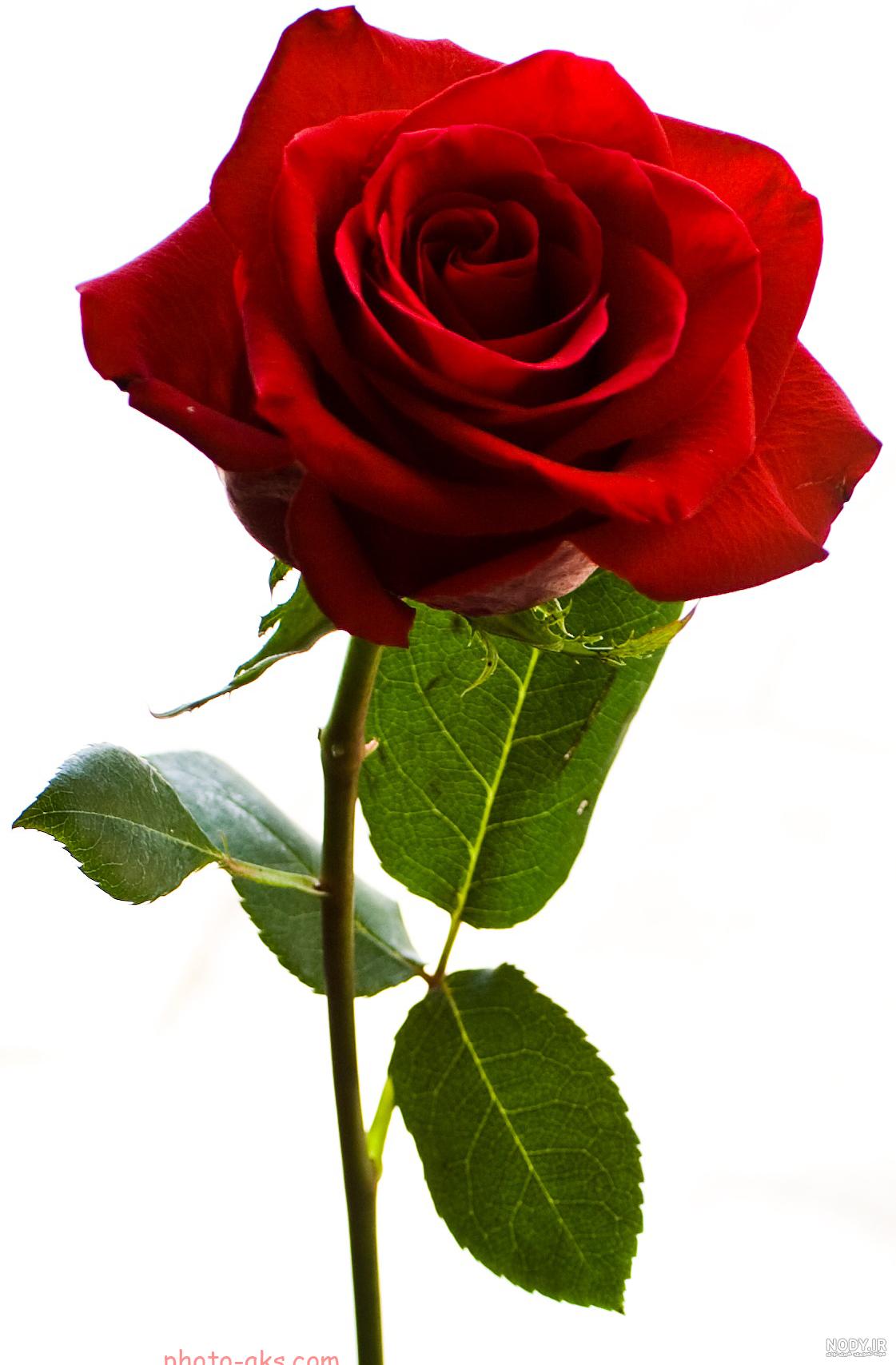 عکس گل جذاب
