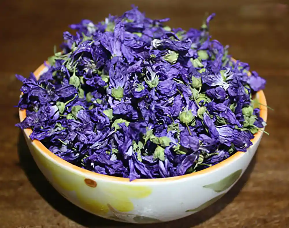 عکس گل بنفشه دارویی