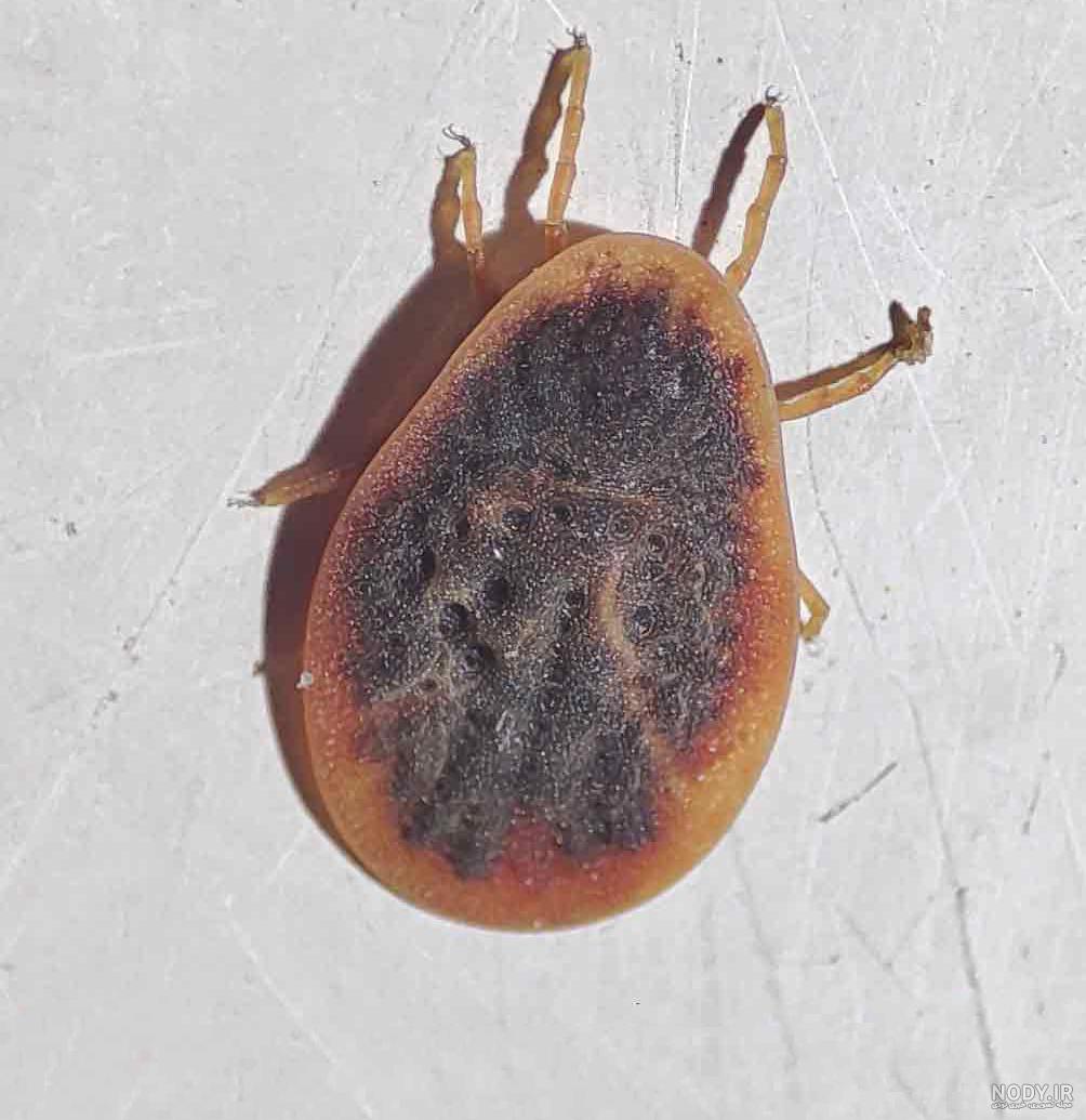 عکس کنه