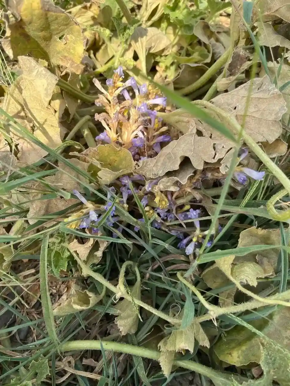 عکس گل جالیز