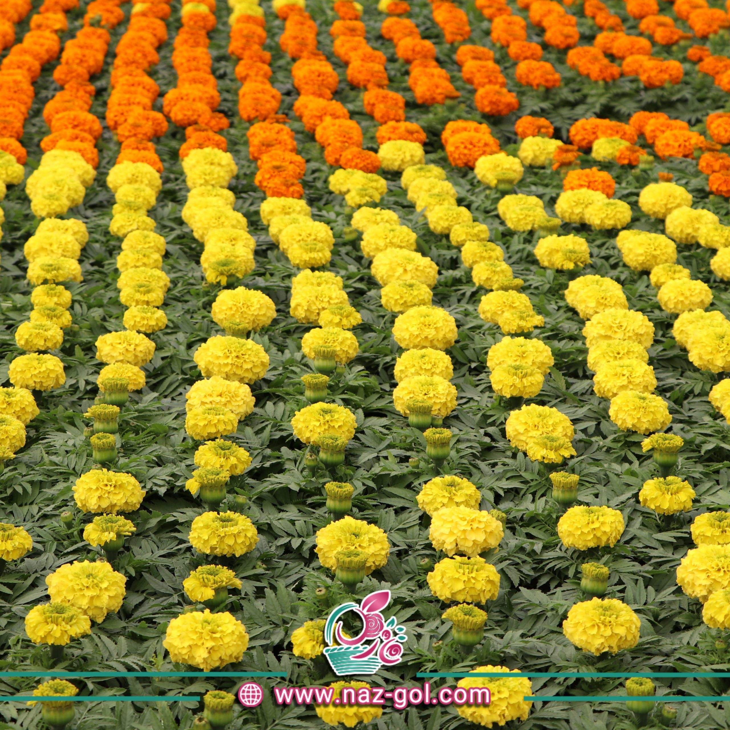 عکس گل جعفری