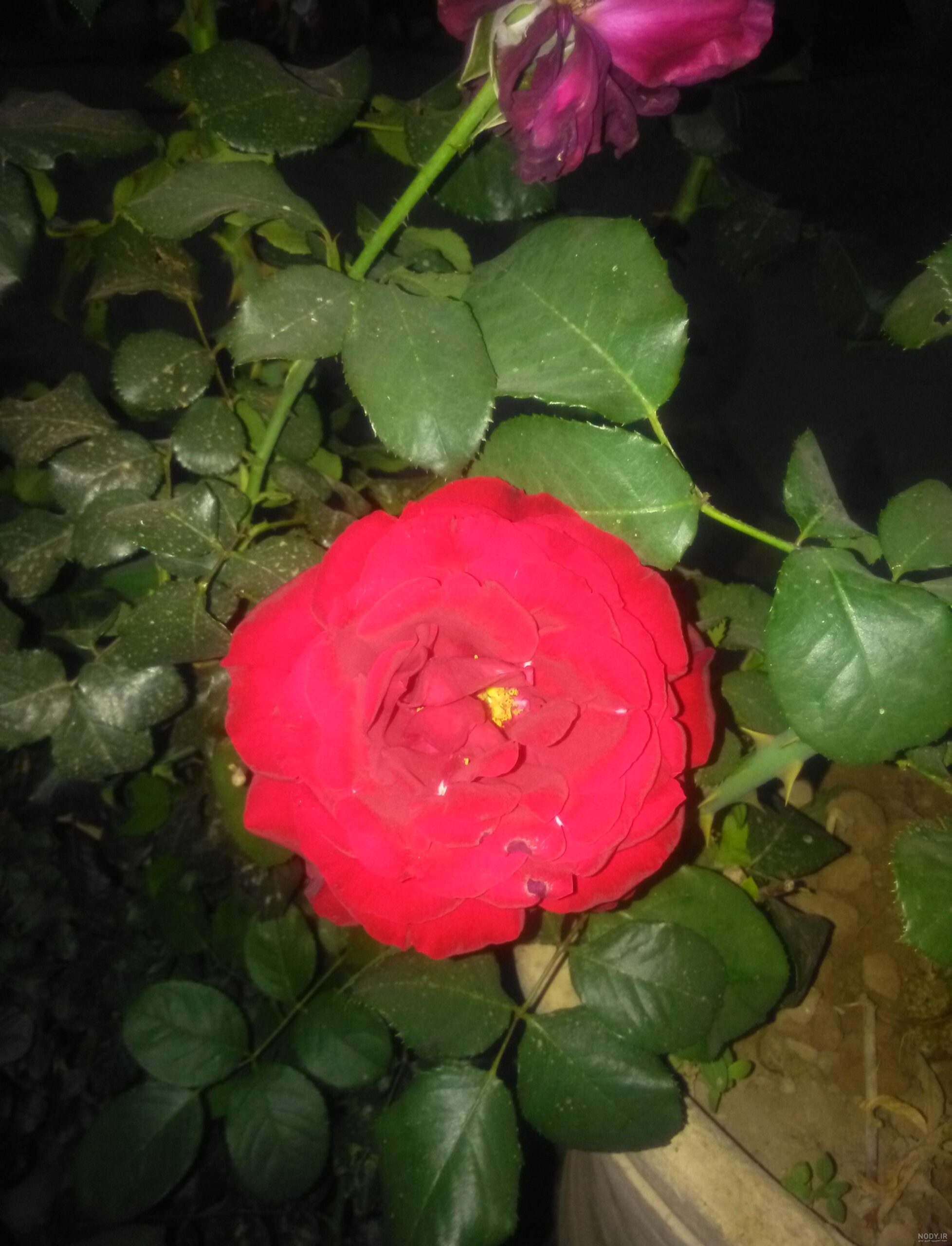 عکس گل حیات