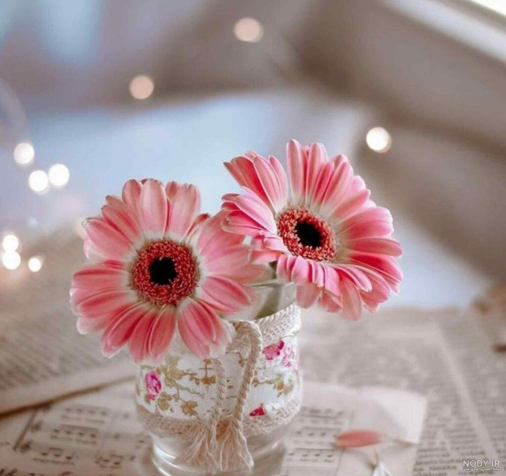 عکس گل برای استوری