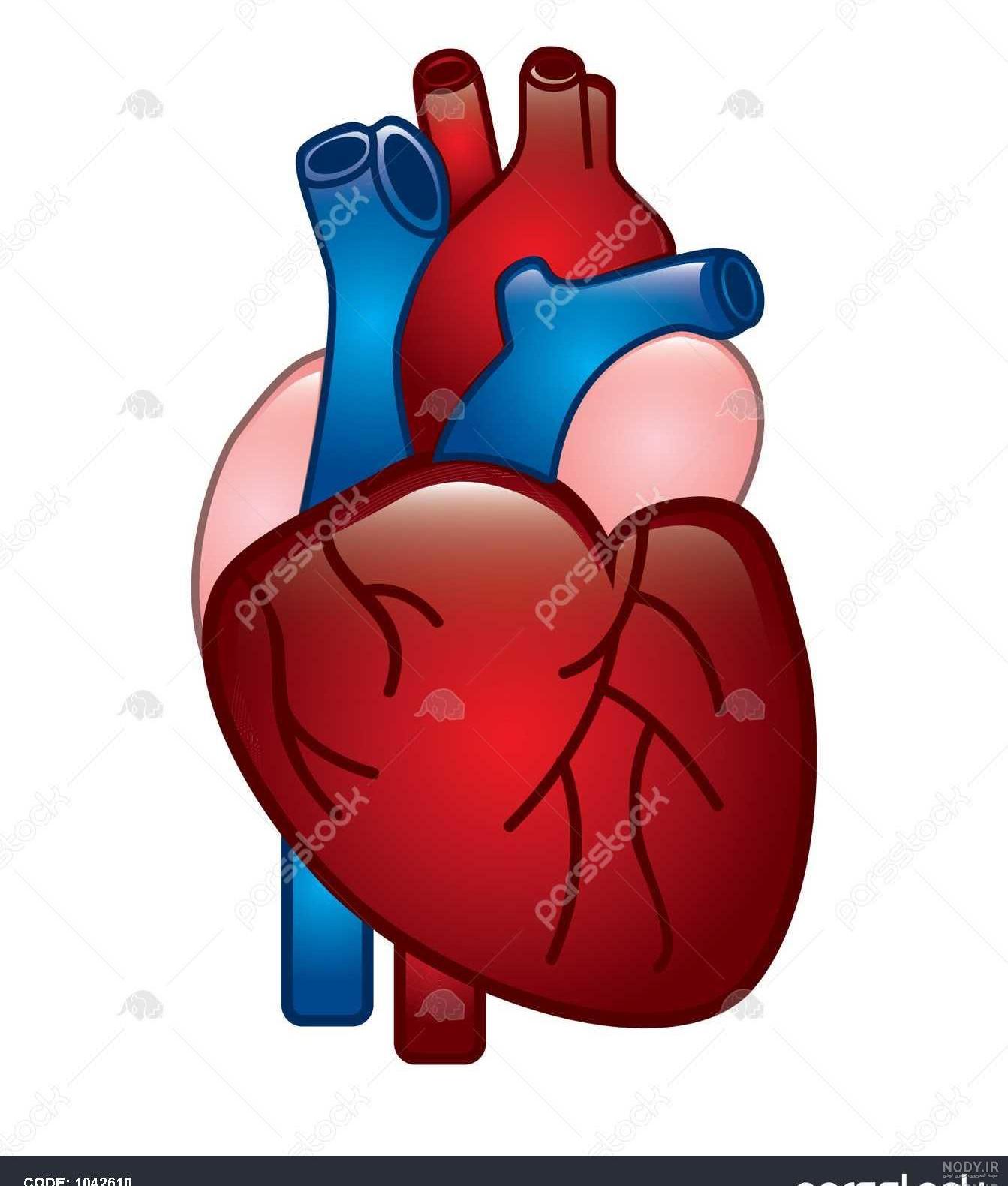 عکس قلب انسان