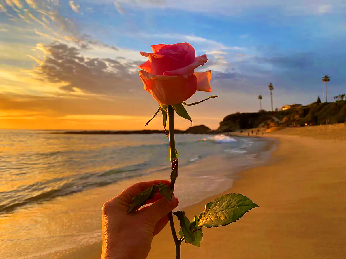 عکس گل در آب