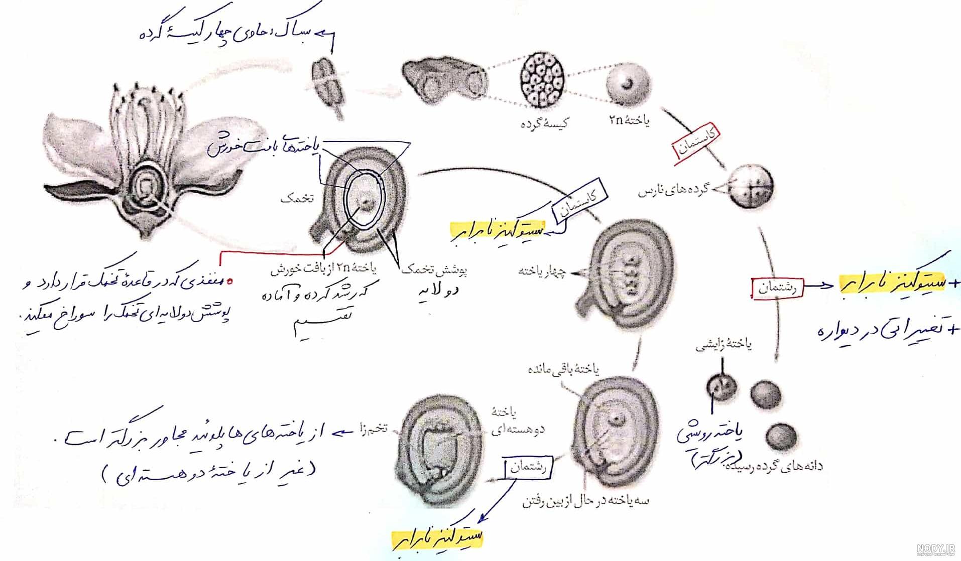 عکس گل چند برچه ای
